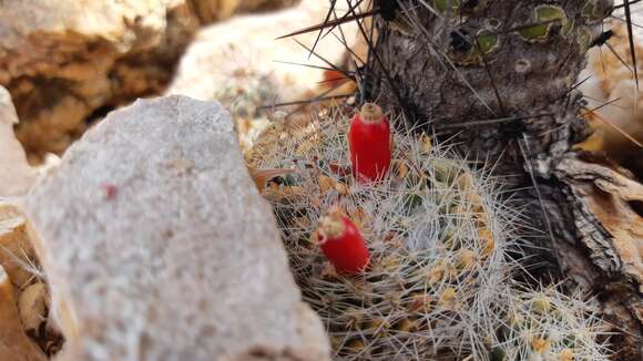 Mammillaria petrophila subsp. baxteriana (H. E. Gates) D. R. Hunt的圖片