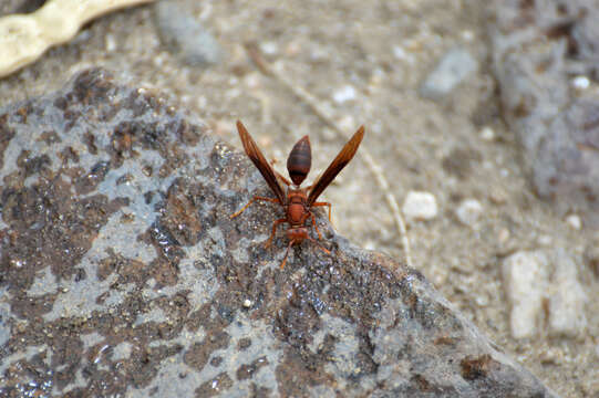 Слика од Polistes major castaneicolor Bequard 1938