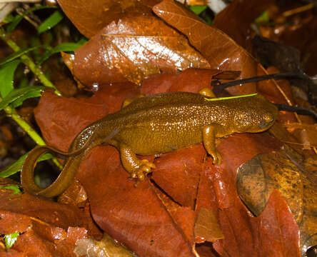 Image of Rough-skinned Newt