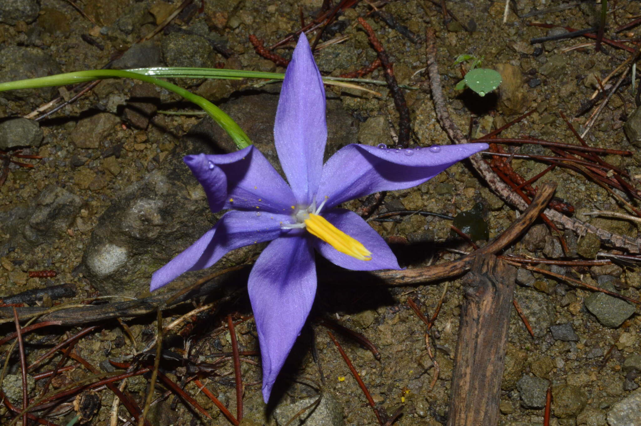 Image of southwestern pleatleaf