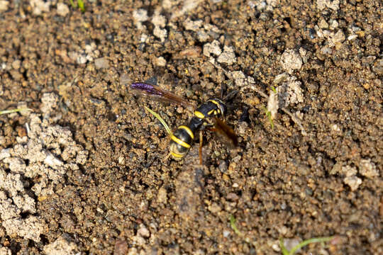 Image of Sphiximorpha durani