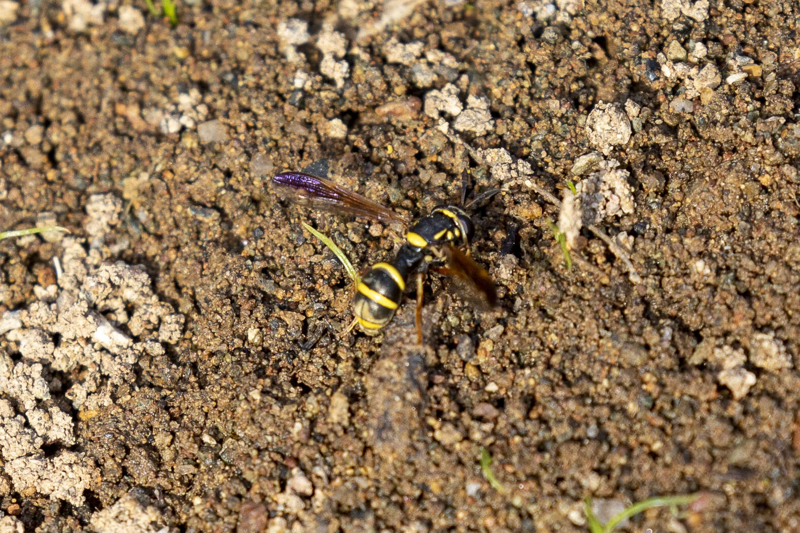 Image of Sphiximorpha durani