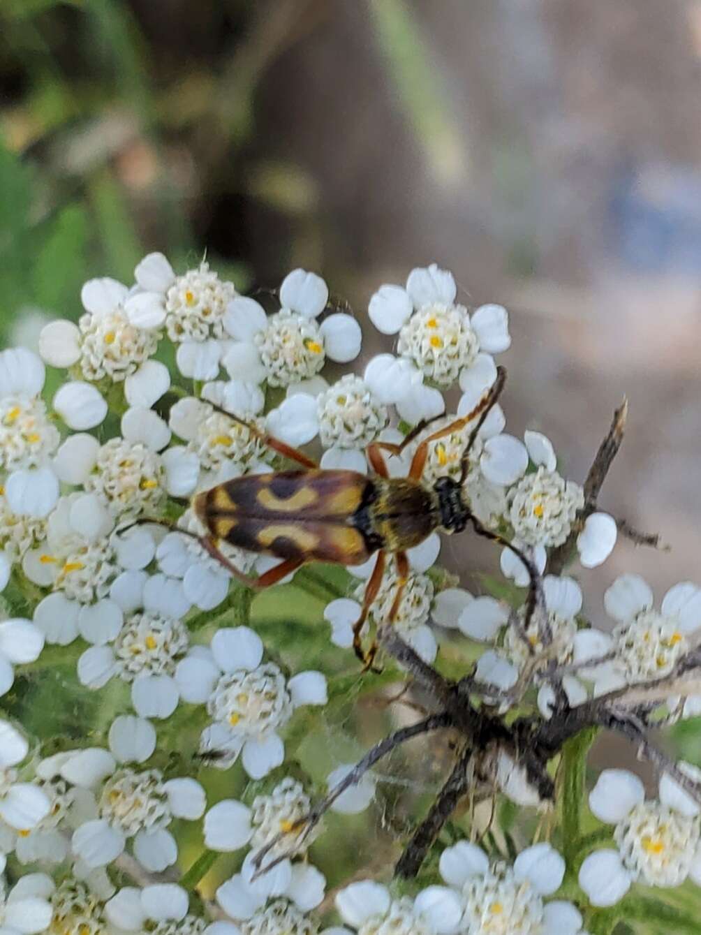 صورة Typocerus octonotatus (Haldeman 1847)