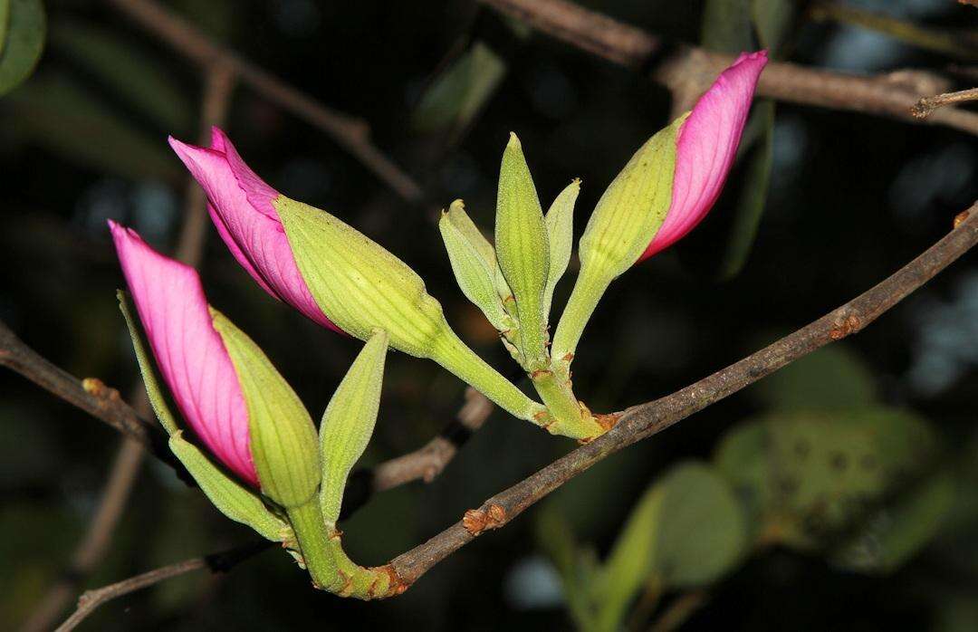 Image of Pink bauhinia