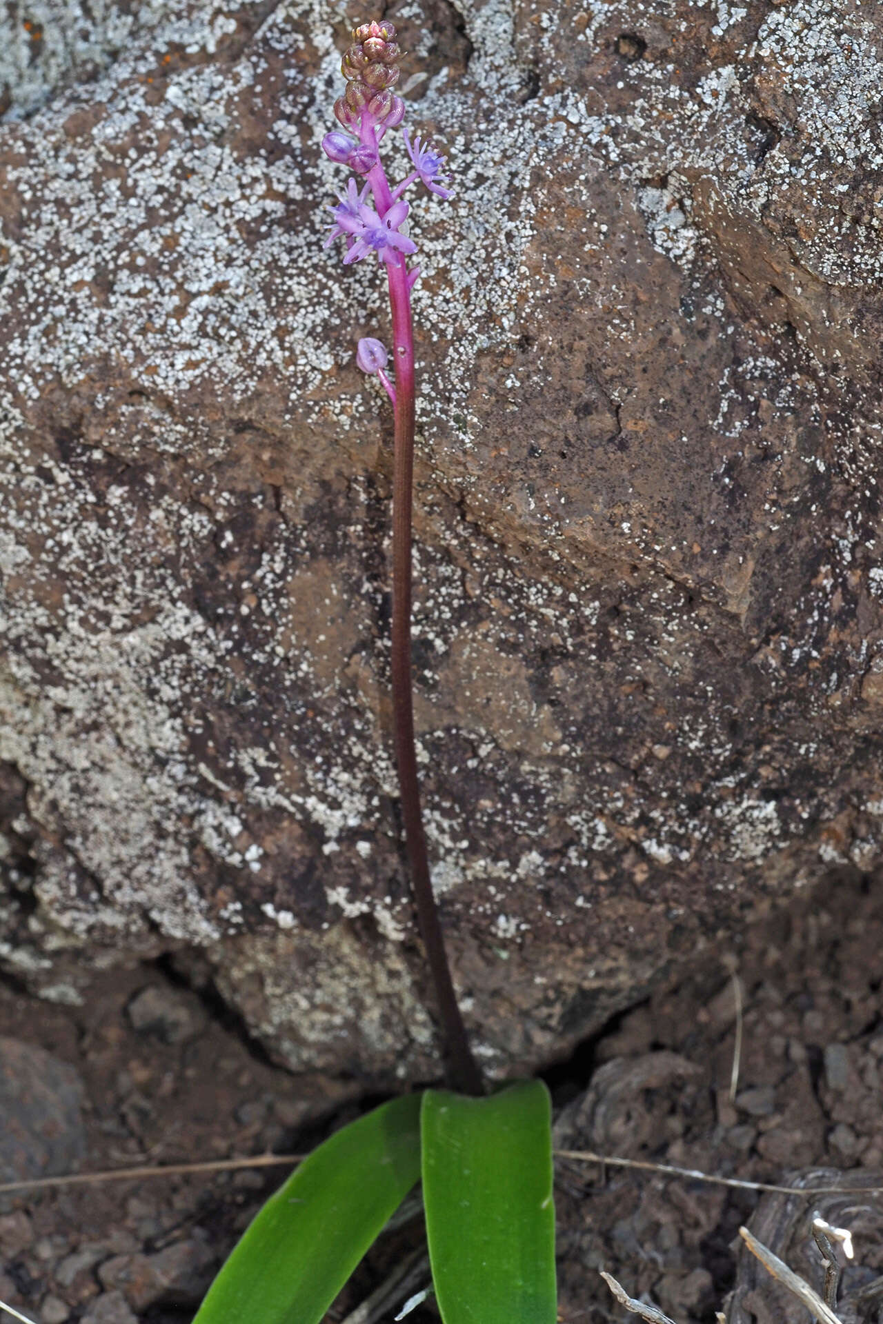 Image de Scilla haemorrhoidalis Webb & Berthel.