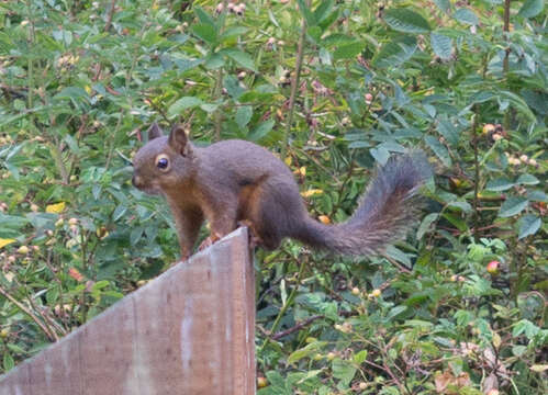 Image of Douglas's Squirrel