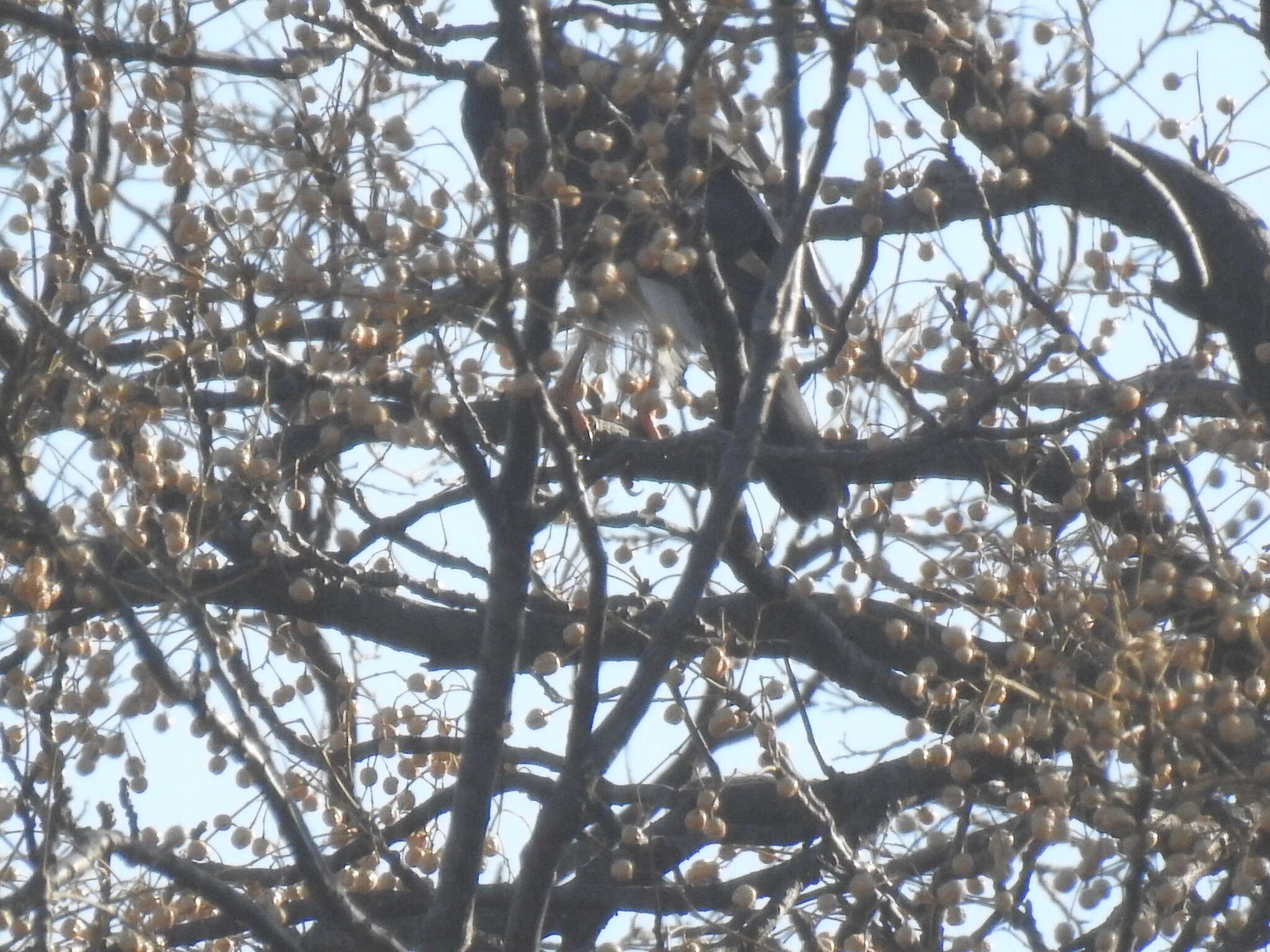 Image of Black Sparrowhawk