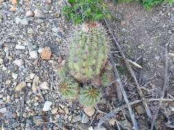 Image de Echinopsis bridgesii Salm-Dyck