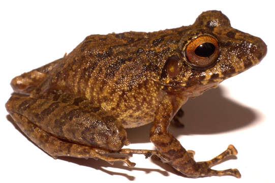 Image of Pristimantis medemi (Lynch 1994)