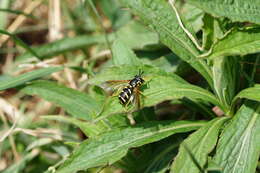 Image de Chrysotoxum vernale Loew 1841