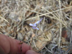 Image of Delphinium gracile DC.