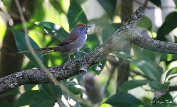 Image of Spix's Spinetail