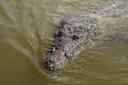 Image of Belize Crocodile