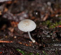 صورة Mycena fumosa Grgur. 2003