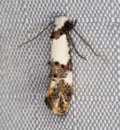 Image of Blotched monopis moth