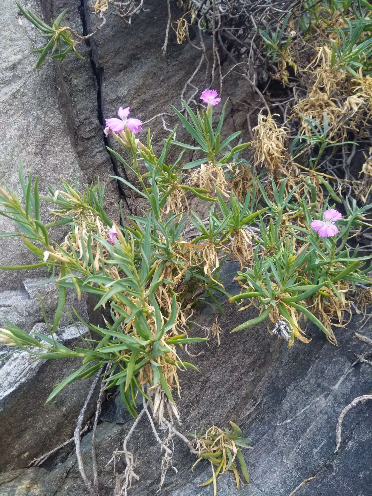 Image of Dianthus rupicola Biv.