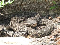 Imagem de Bothrops ammodytoides Leybold 1873