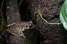 Image of Pulchrana glandulosa (Boulenger 1882)