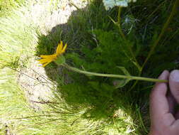 Image of mountain arnica