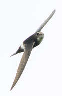 Image of African White-rumped Swift