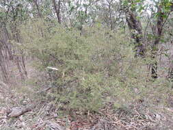 Image of Acacia aspera subsp. parviceps N. G. Walsh