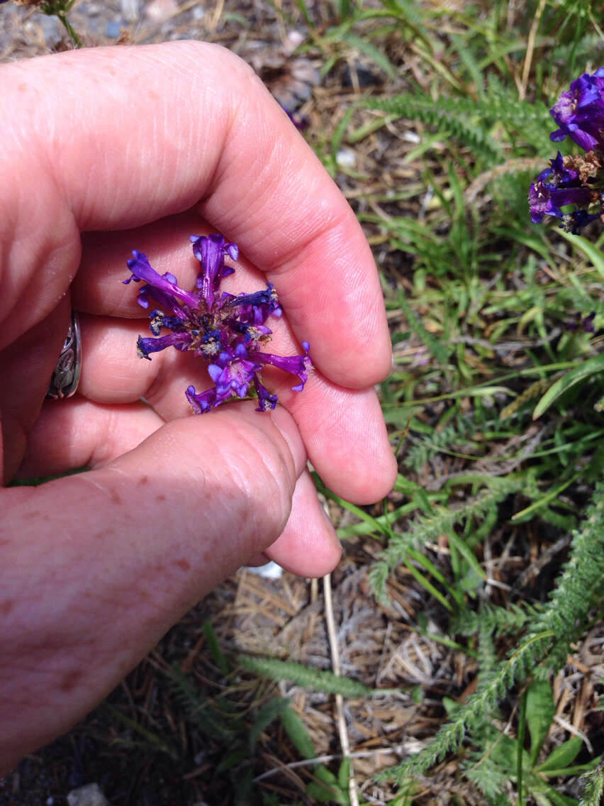 Image of pincushion beardtongue