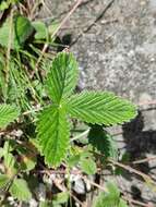 Image of Potentilla nivea var. elongata Wolf