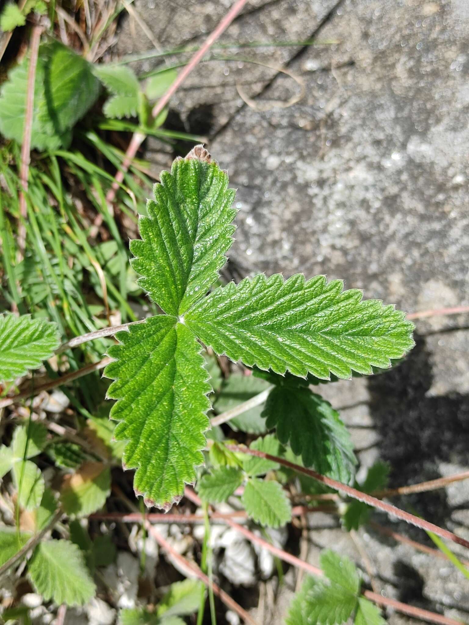 Image of Potentilla nivea var. elongata Wolf