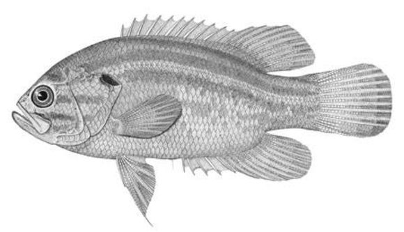 Image of Mud Sunfish