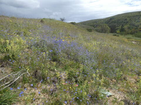 Image de Heliophila macowaniana Schltr.