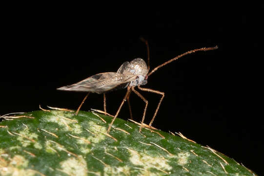 Image of azalea lace bug