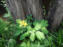 Image of celandine