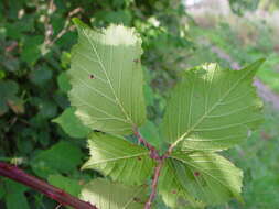 Image of Rubus rhombifolius Weihe ex Boenn.