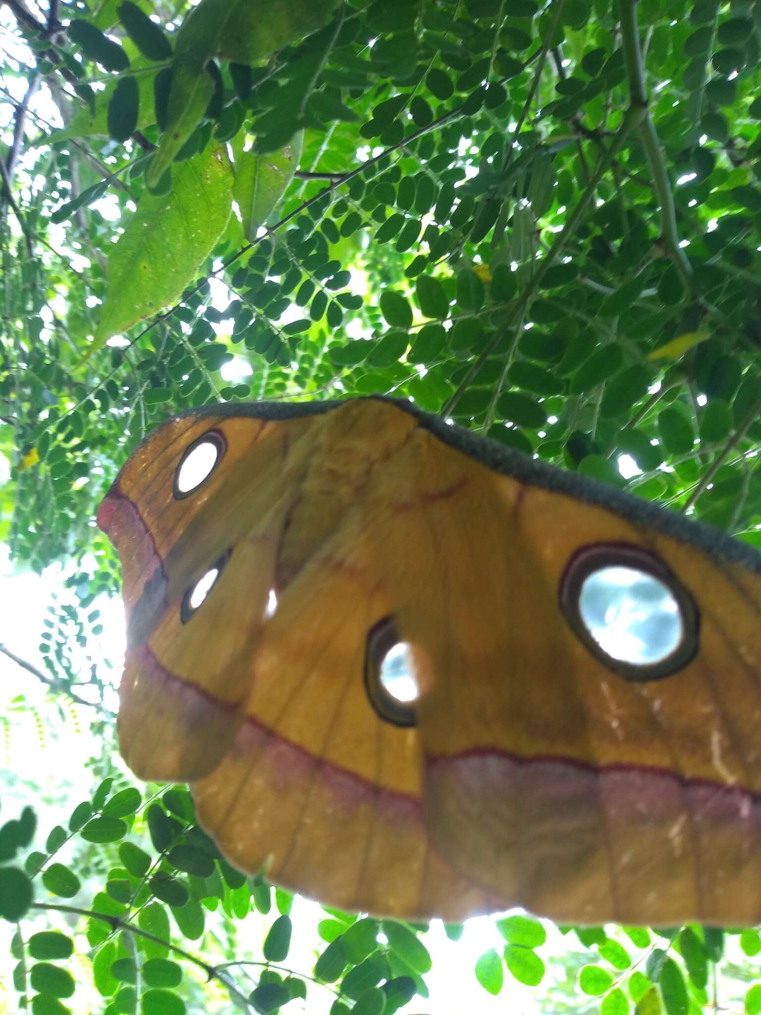 Image of Tasar Silkmoth