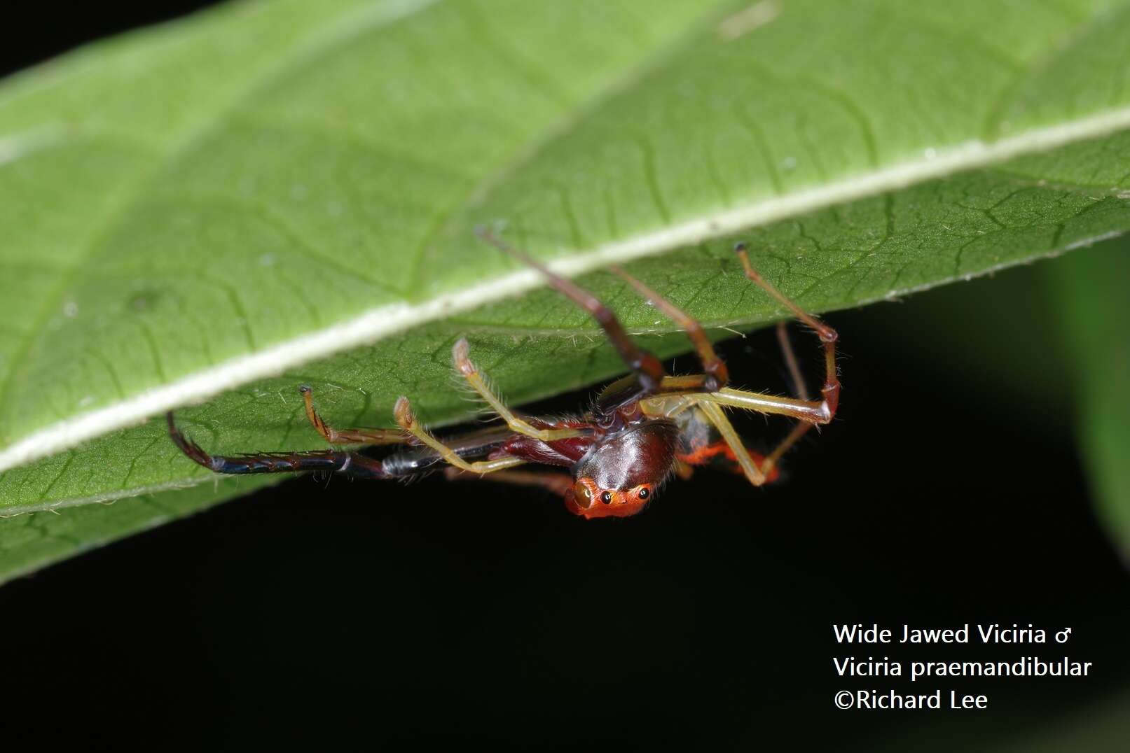 Image of Viciria pavesii Thorell 1877