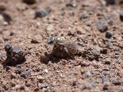 صورة Halictus concinnus Brullé 1840