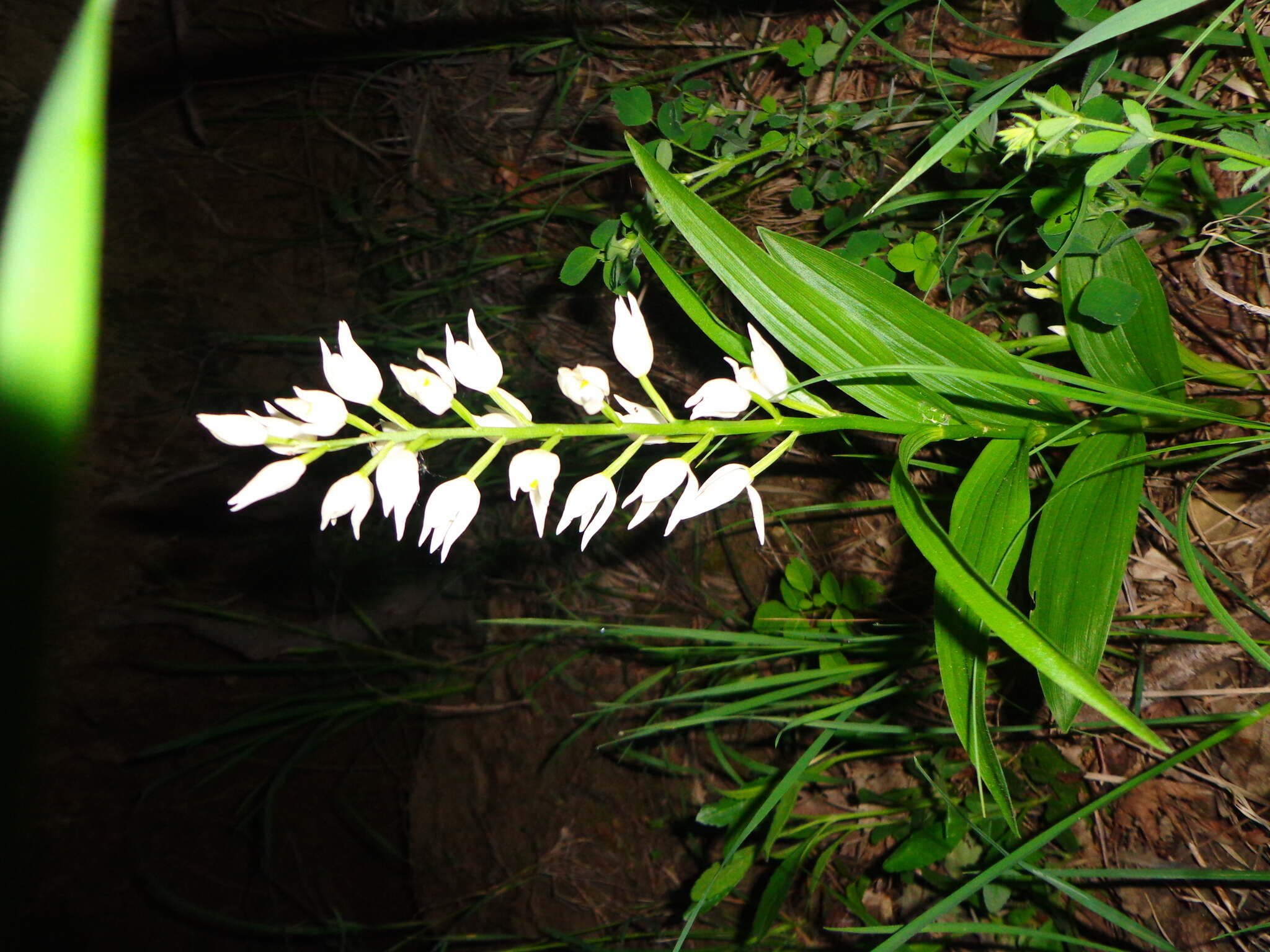 Image of Sword-leaved helleborine