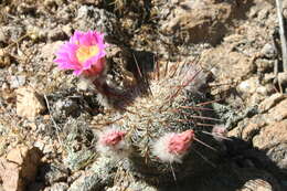 Echinocereus adustus subsp. adustus的圖片