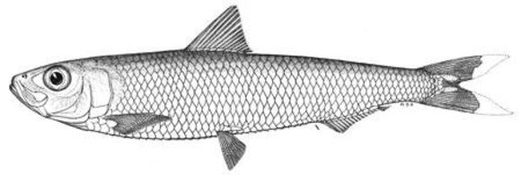 Слика од <i>Sardinella aurita</i> Valenciennes 1847