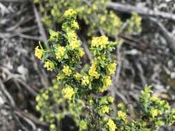 صورة Pimelea serpyllifolia subsp. serpyllifolia