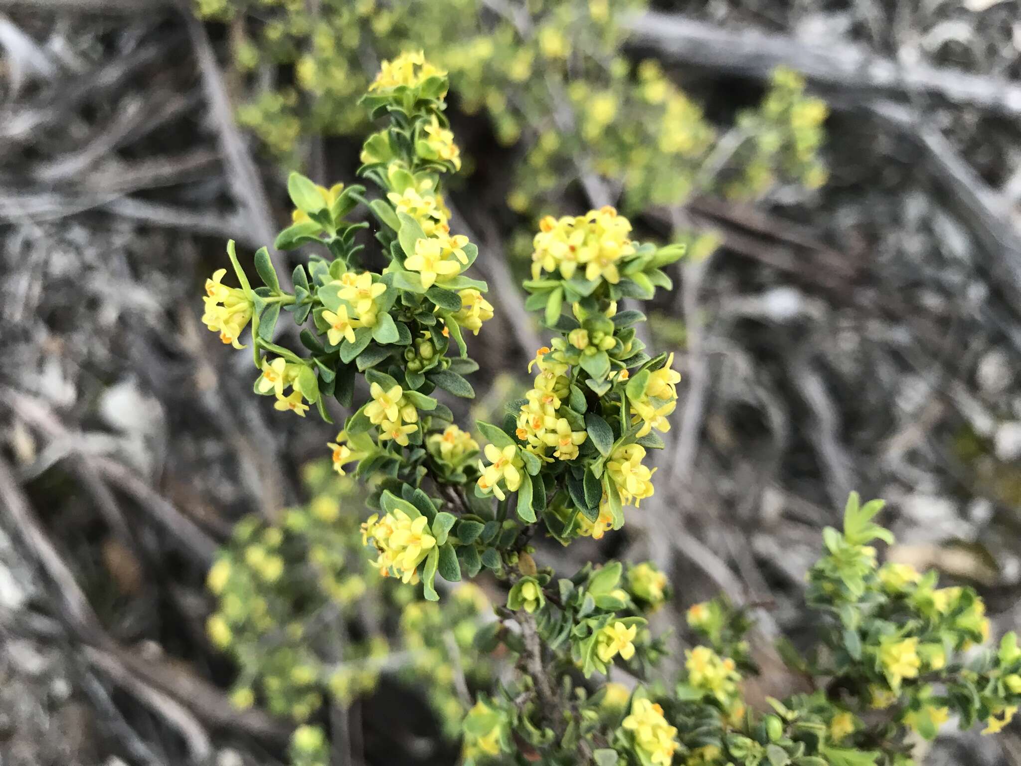 Image of Pimelea serpyllifolia subsp. serpyllifolia