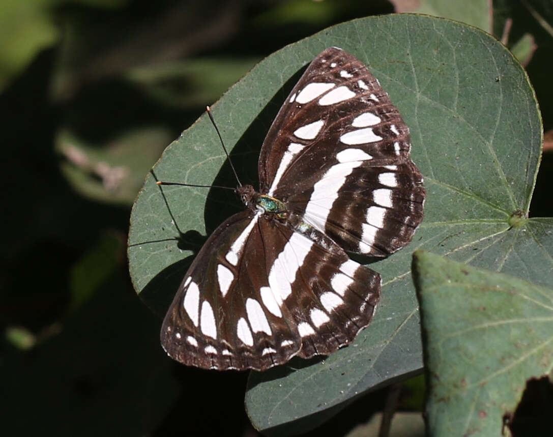 Image of Neptis hylas varmona Moore 1872