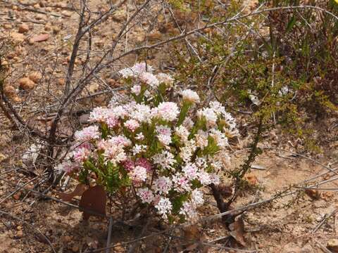 Image de Pimelea preissii Meissn.