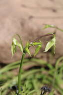 Image of Gilliesia cuspidata