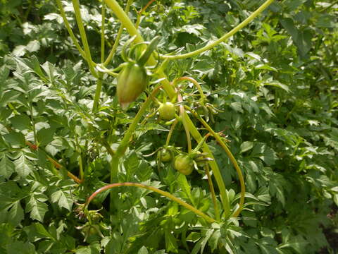 Image of Dahlia merckii Lehm.