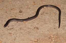 Image of Queensland Legless Lizard