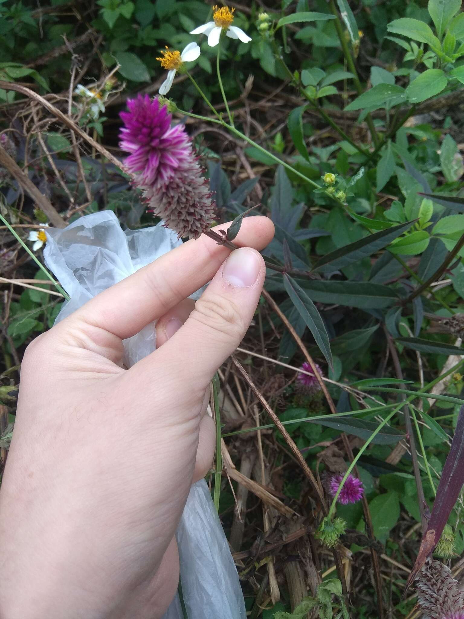 Imagem de Celosia argentea L.