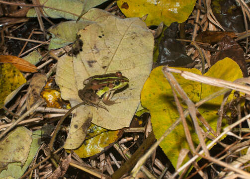 Image of Fukien Gold-striped Pond Frog