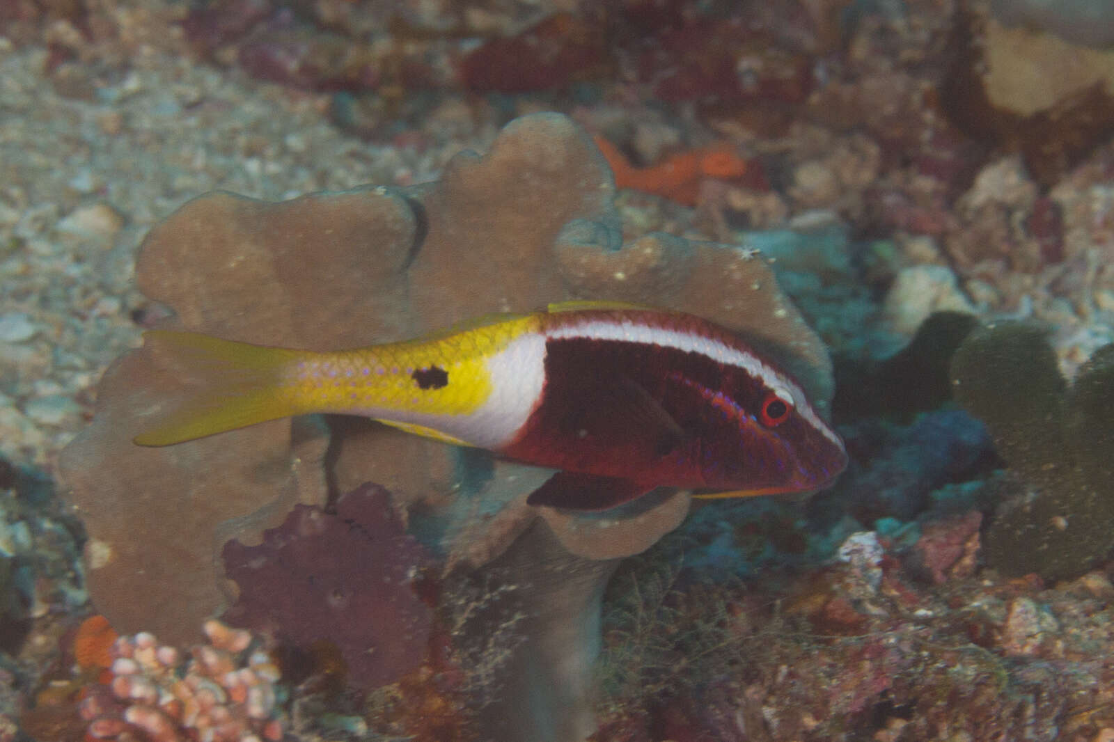 Image of Bicolor goatfish