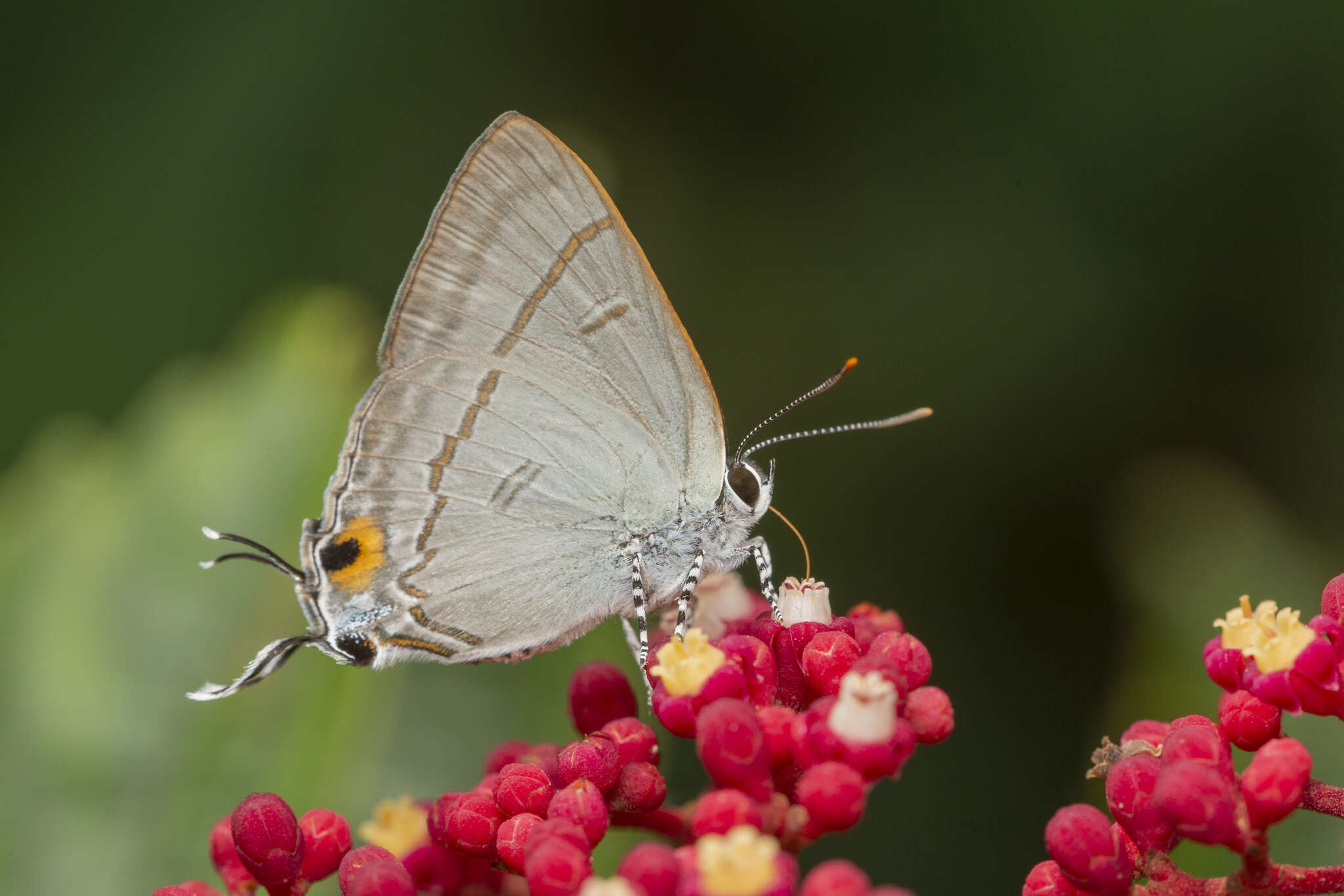 Image of Hypolycaena erylus teatus Fruhstorfer 1912